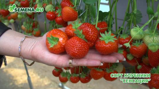 Клубника "СЕНСАЦИЯ" (6 шт.)